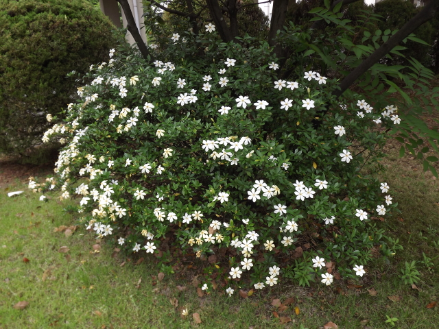 一宮高校 一宮高校の四季 花模様 6月