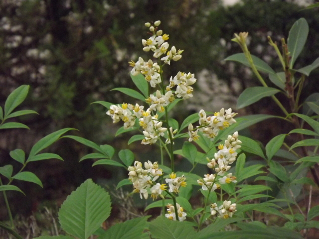 一宮高校 一宮高校の四季 花模様 6月