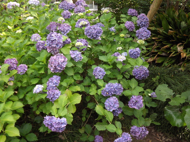 一宮高校 一宮高校の四季 花模様 6月